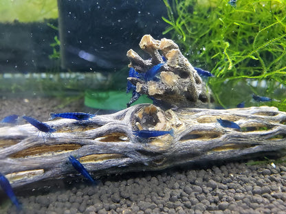 Natural Cholla Wood for Aquarium Decoration Shrimp and Fish Tank (4 Inch (3 Pack))