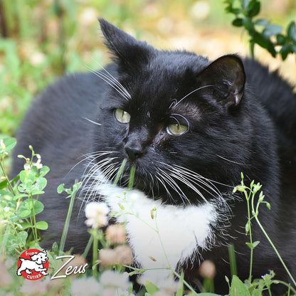 Fromm Healthy Weight Gold Dry Cat Food - Weight Management Cat Food for Adult & Senior Cats - Chicken Recipe - 4 lb