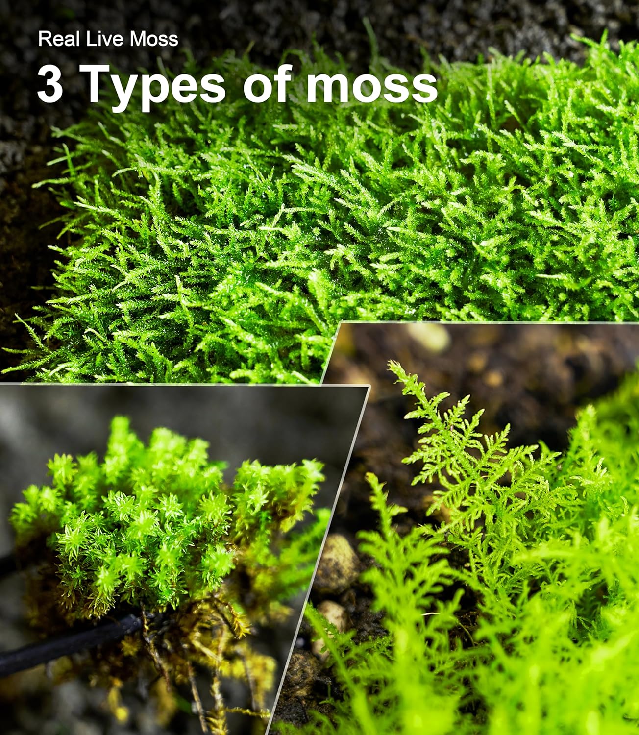 Live Moss Variety Pack for Reptiles– 3-Pack Mixed Real Terrarium Mosses (Each 3.5" x 7") – Live Sheet/Sphagnum Moss for Snake Gecko Turtle Frog Habitats, DIY Plant Décor – Fresh Reptiles Substrate