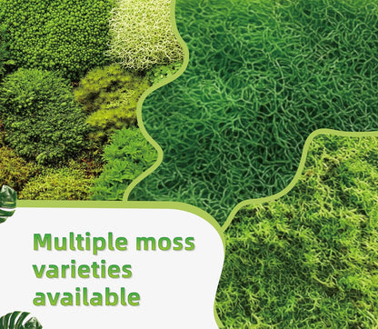 Live Moss for Reptiles - Terrarium Moss for Reptiles Peat Moss for Reptiles Habitat Bedding Moss for Snakes Turtle Frog Gecko and Other Reptiles Substrate 50 Square inches Live Moss