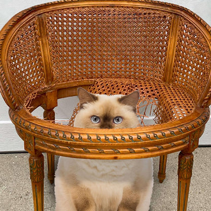 Fromm Healthy Weight Gold Dry Cat Food - Weight Management Cat Food for Adult & Senior Cats - Chicken Recipe - 4 lb