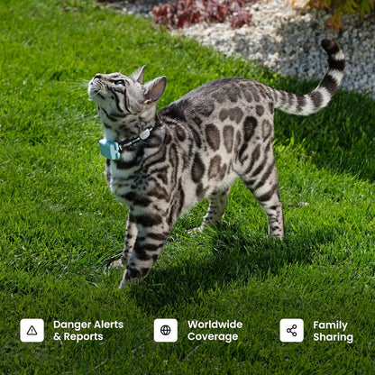 Tractive XL Smart Dog GPS Tracker | Live Pet Tracker with Virtual Fence | Vital Signs Monitoring of Heart & Respiratory Rate | Up to 1-Month Battery Life | Dog Collar Attachment (Green)