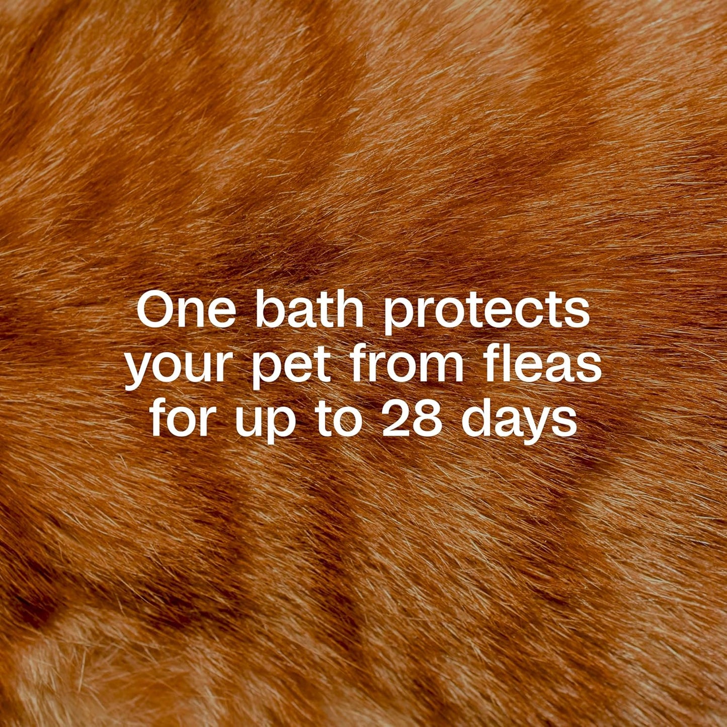 ADAMS Plus Flea & Tick Foaming Shampoo & Wash for Cats & Kittens Over 12 Weeks, Sensitive Skin Flea Treatment for Cats & Kittens, Kills Adult Fleas, Ticks and Lice On Contact, 10 Ounces