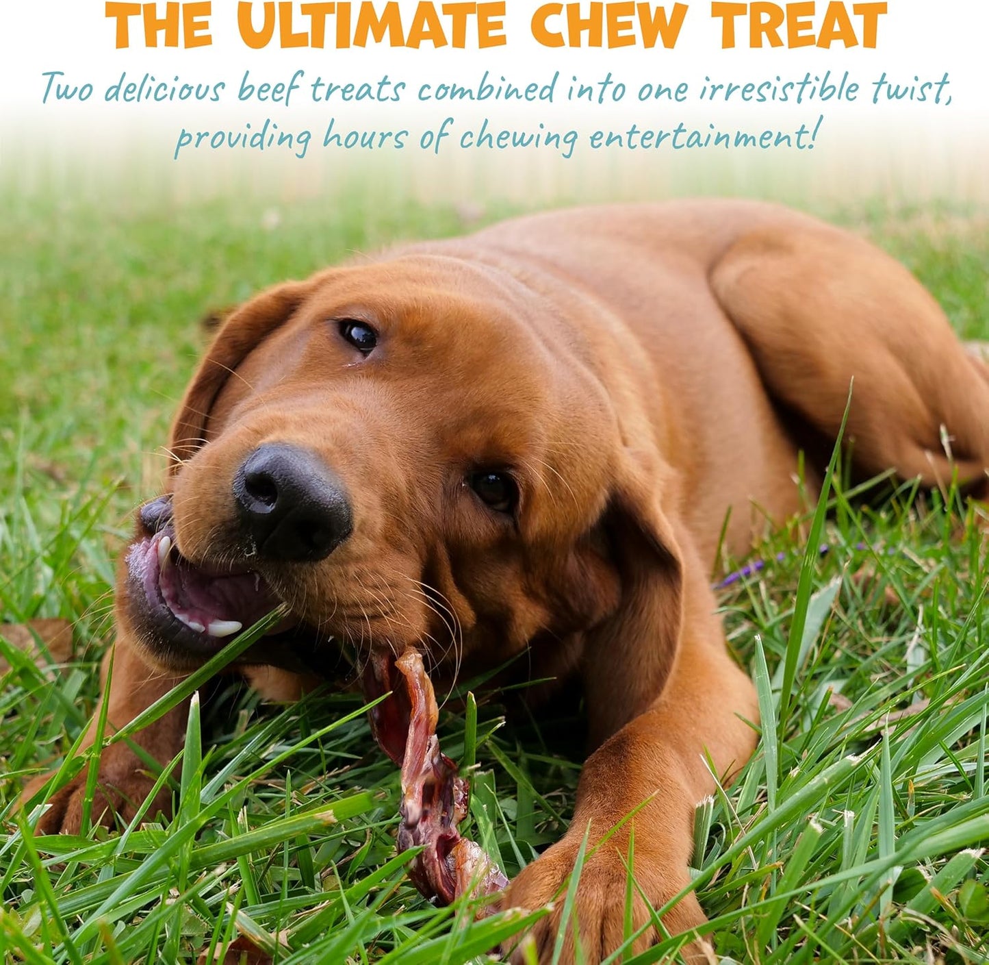 Long Lasting Dog Chews Bundle - Beef Cheek Rolls & Bull Beef Twists for Medium to Large Dogs