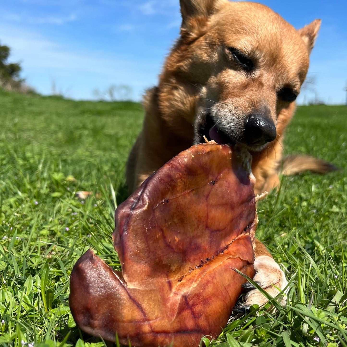 JACK'S PREMIUM Natural Pig Ears for Dogs - Large Ears - Made in The USA Wood Smoked, Preservative Free Dog Chew - Ideal for Small, Medium, and Large Dogs (12, Whole Pig Ear)