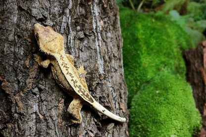 Galápagos (05505) Natural Cork Bark for Reptiles – Ideal for Bearded Dragons, Snakes, and Geckos – Climbing Accessory for Terrariums, Turtle Tanks, and Bird Cages, Tube 7” – 9”, Natural