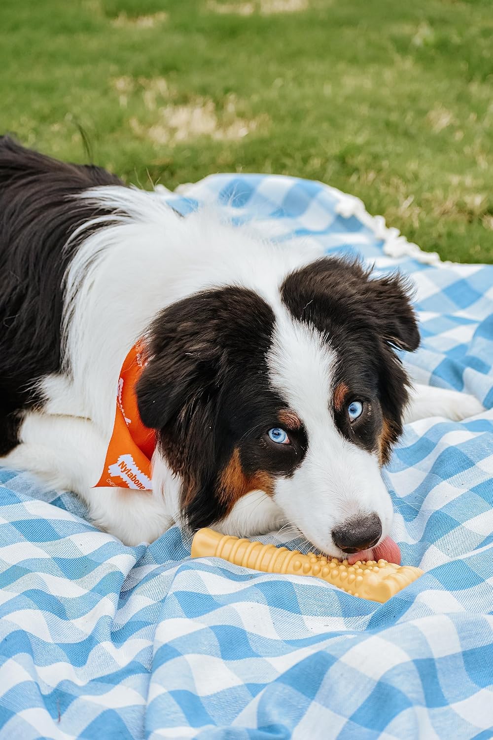 Nylabone Customer Favorites Power Chew Toy Bundle for Dogs, Indestructible Dog Toys for Aggressive Chewers, Pack of 3 Dog Toys, Flavor Medley, Large Dogs - Up to 50 lbs, 3 Pack