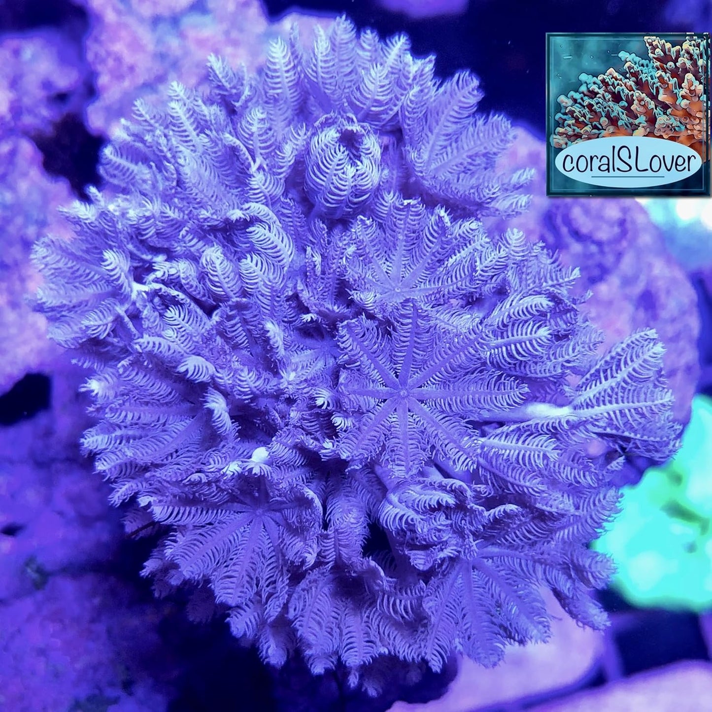 coralSLover. Live Aquaculture Coral Decor – Pulsing Xenia for Saltwater Reef Tanks (Frag)
