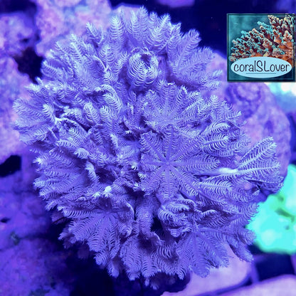coralSLover. Live Aquaculture Coral Decor – Pulsing Xenia for Saltwater Reef Tanks (Frag)