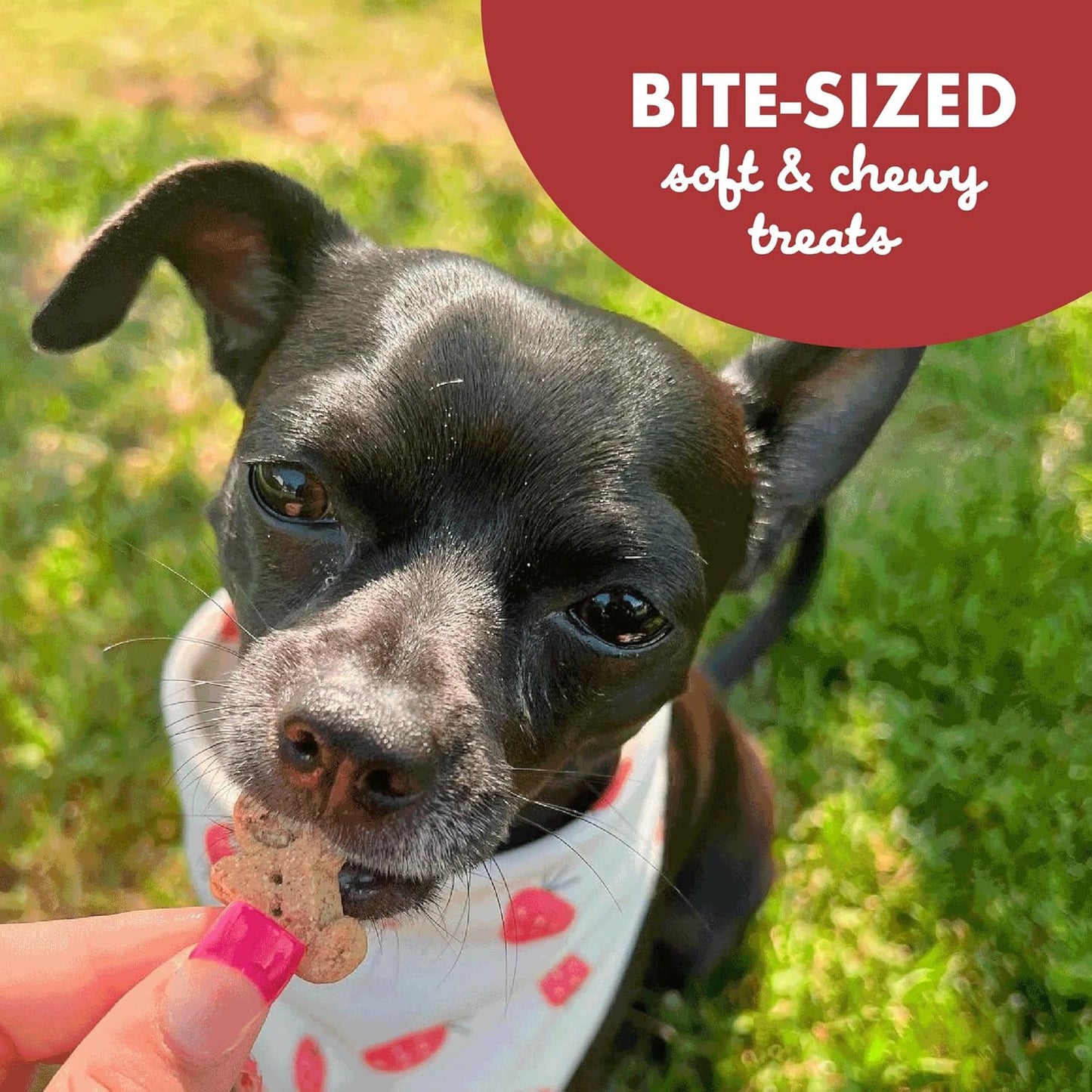Buddy Biscuit Softies 5 oz Pouch, Grain-Free Soft & Chewy, Natural Grilled Beef Flavor Dog Treats, Oven Baked in the USA