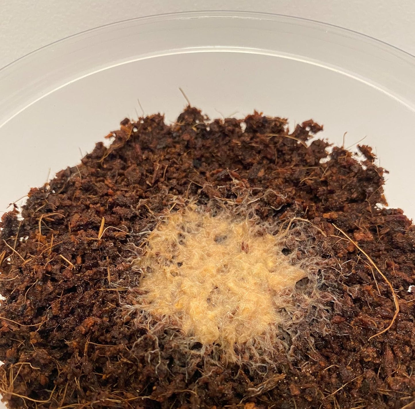 Grindal Worms (Enchytraeus buchholzi) – Live Starter Culture for Feeding Fish, Reptiles & Amphibians