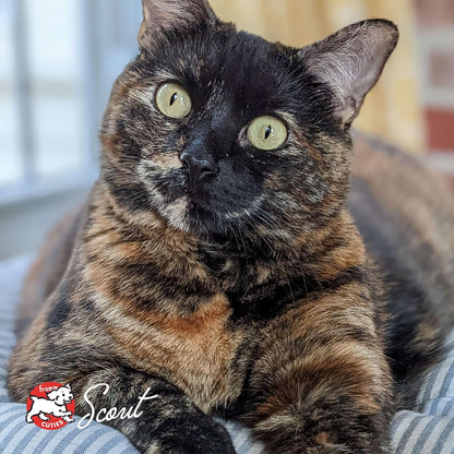 Fromm Healthy Weight Gold Dry Cat Food - Weight Management Cat Food for Adult & Senior Cats - Chicken Recipe - 4 lb