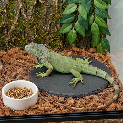 Reptile Basking Platform Rock Tortoise Turtle Rock Slate Plate Food Bowl Habitat Slate Bearded Dragon Basking Platforms Food Bowl Round Slates Tiles for Reptiles Crested Lizard FrogBearded, 6 × 6"