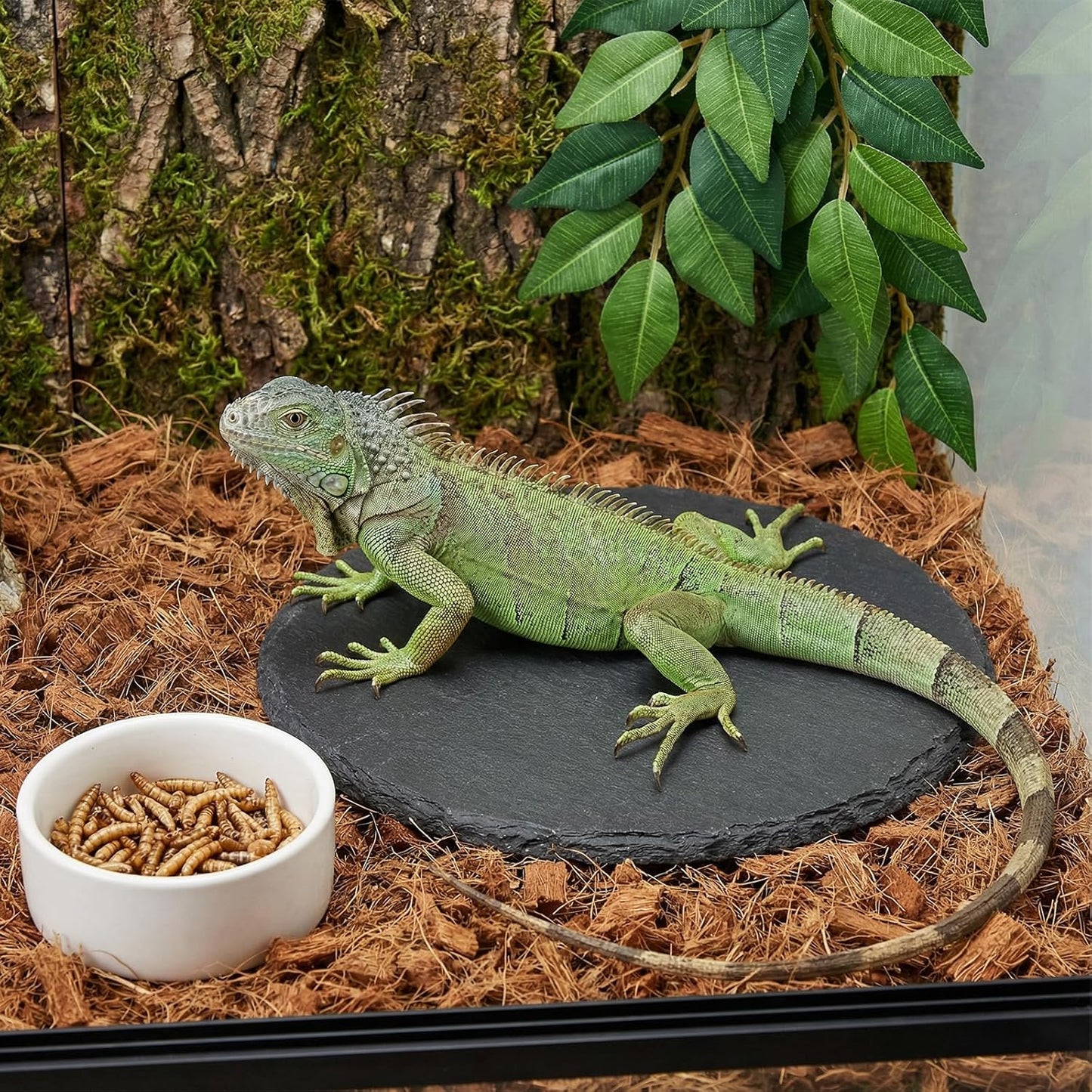 Reptile Basking Platform Rock Tortoise Turtle Rock Slate Plate Food Bowl Habitat Slate Bearded Dragon Basking Platforms Food Bowl Round Slates Tiles for Reptiles Crested Lizard FrogBearded, 6 × 6"