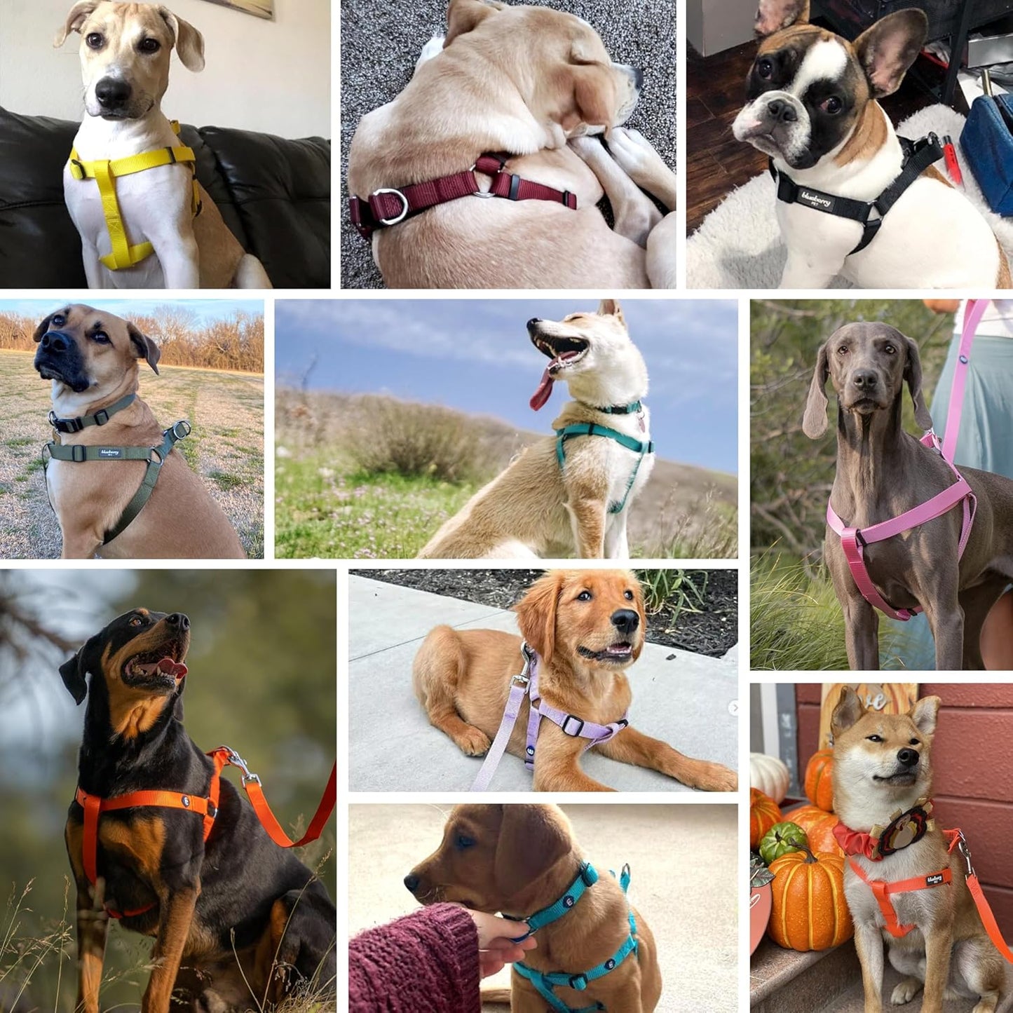 Blueberry Pet Essentials Step-in Dog Harness, Small Size | Adjustable Turquoise Vest | Classic Solid Nylon for Boy & Girl Dogs, Chest Girth 16.5" - 21.5"