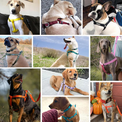 Blueberry Pet Essentials Step-in Dog Harness, Small Size | Adjustable Turquoise Vest | Classic Solid Nylon for Boy & Girl Dogs, Chest Girth 16.5" - 21.5"