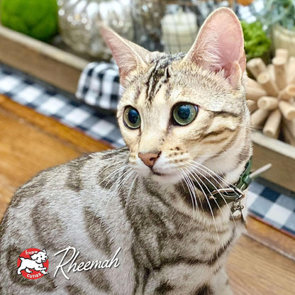 Fromm Four-Star Nutritionals Hasen Duckenpfeffer Cat Food - Premium Dry Cat Food - Rabbit Recipe - 4 lb