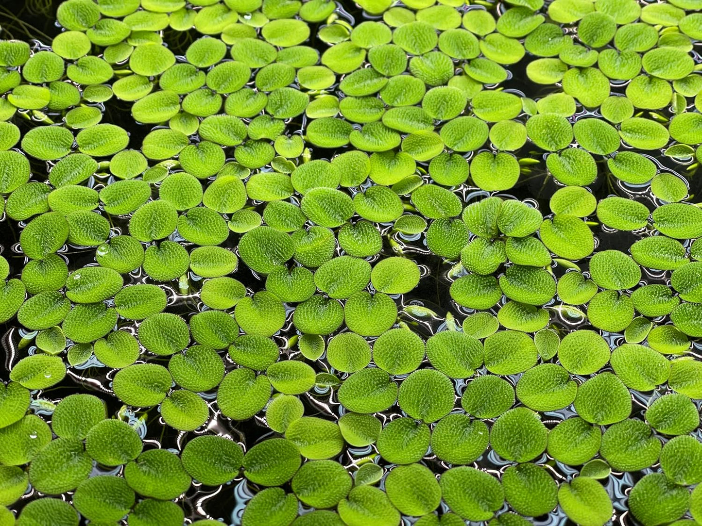 Water Spangle, Salvinia Minima, Live Aquarium/Aquatic/Freshwater/Floating/Pond Plant/Planted Tank/Aquascaping/Paludarium by Aquarium Plant Center (12 Plants, 60+ Leaves)