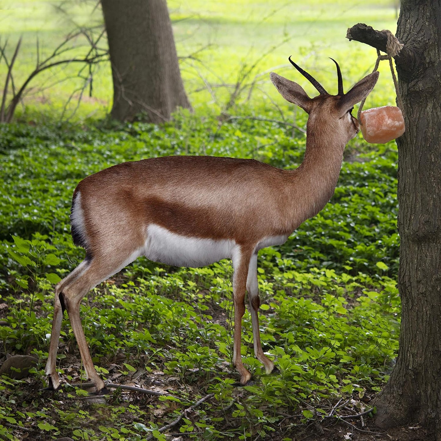 UMAID Himalayan Salt Lick 6 lbs On Rope for Horse, Deer, Goat, and Livestock Animals - Himalayan Salt Block 1 Pack