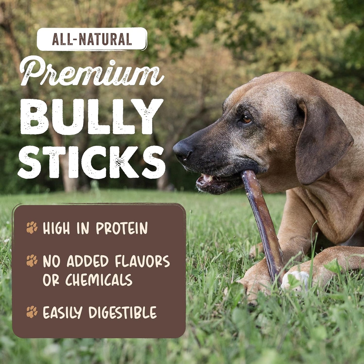 Mighty Paw Long Lasting 12" Bully Sticks for Dogs - All Natural Grass Fed Beef Chews. Lower Odor Dog Bully Sticks for Large Dogs, Medium and Small Breeds. Single Ingredient Treats