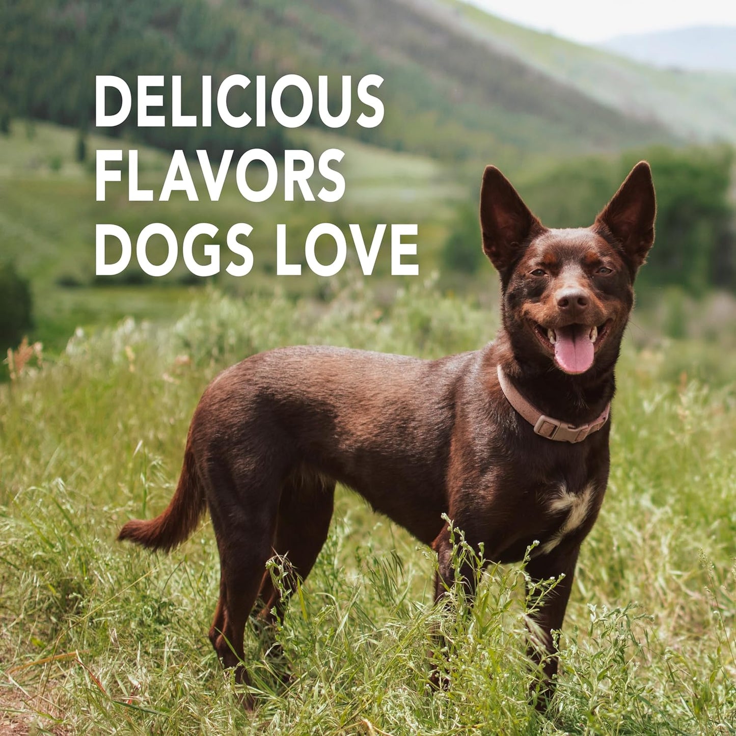 Petrodex Toothpaste for Dogs and Puppies, Cleans Teeth and Fights Bad Breath, Reduces Plaque and Tartar Formation, Enzymatic Toothpaste, Peanut Flavor, 2.5oz (Pack of 2)