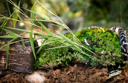 Galápagos (05020) Tropicoco® Husk Bedding for Reptiles, Amphibians, & Terrariums High Absorbency, Eco-Friendly, Dust-Free Perfect for Water Dragons, Tortoises, Snakes, & More, 8QT Compressed Brick