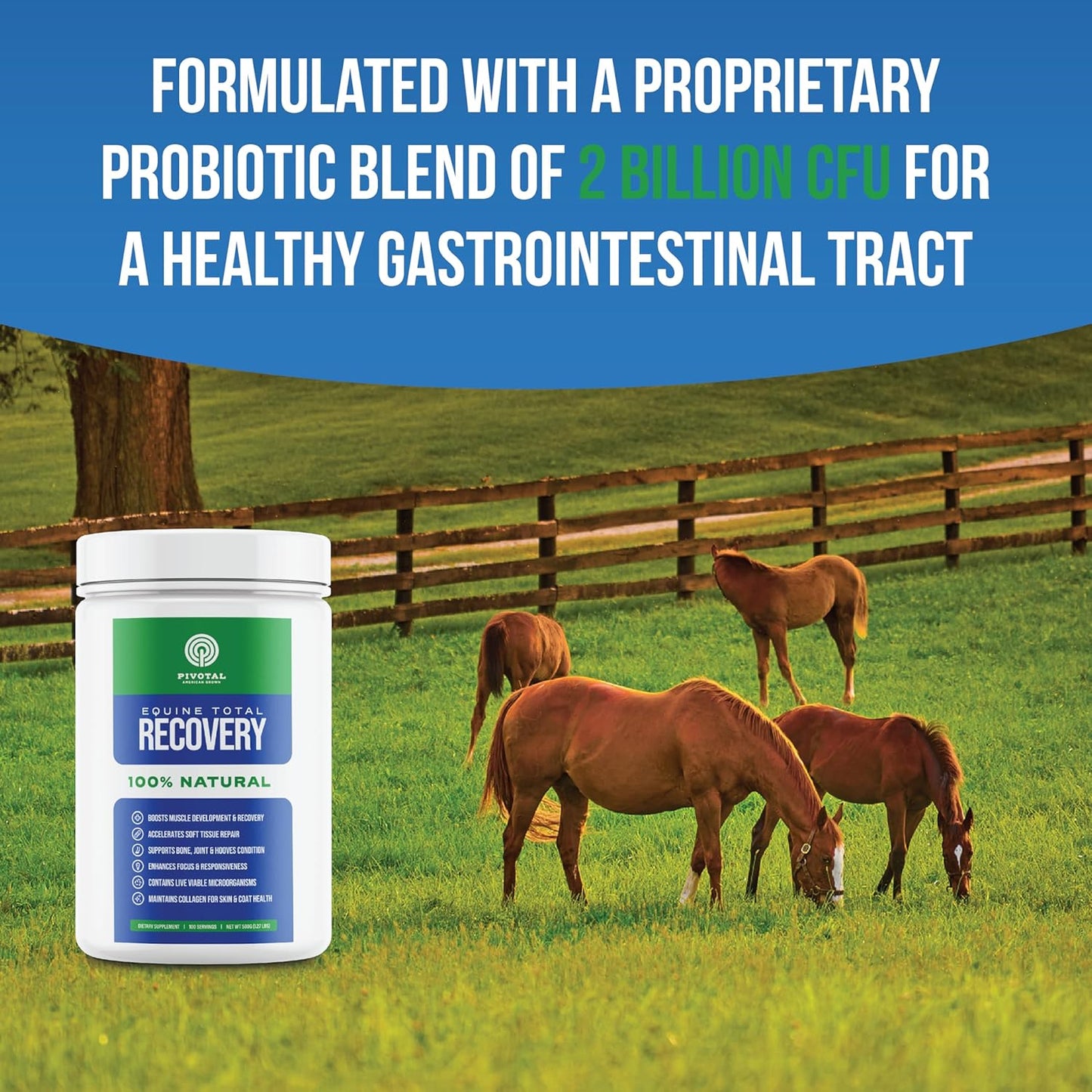 Equine Total Recovery Horse Supplement - 9 Equine Amino Acids Plus Probiotics for Horses -100% Natural- No Added Sugar, No Soy, No Fillers - Horse Joint Support Supplement (100 Servings)