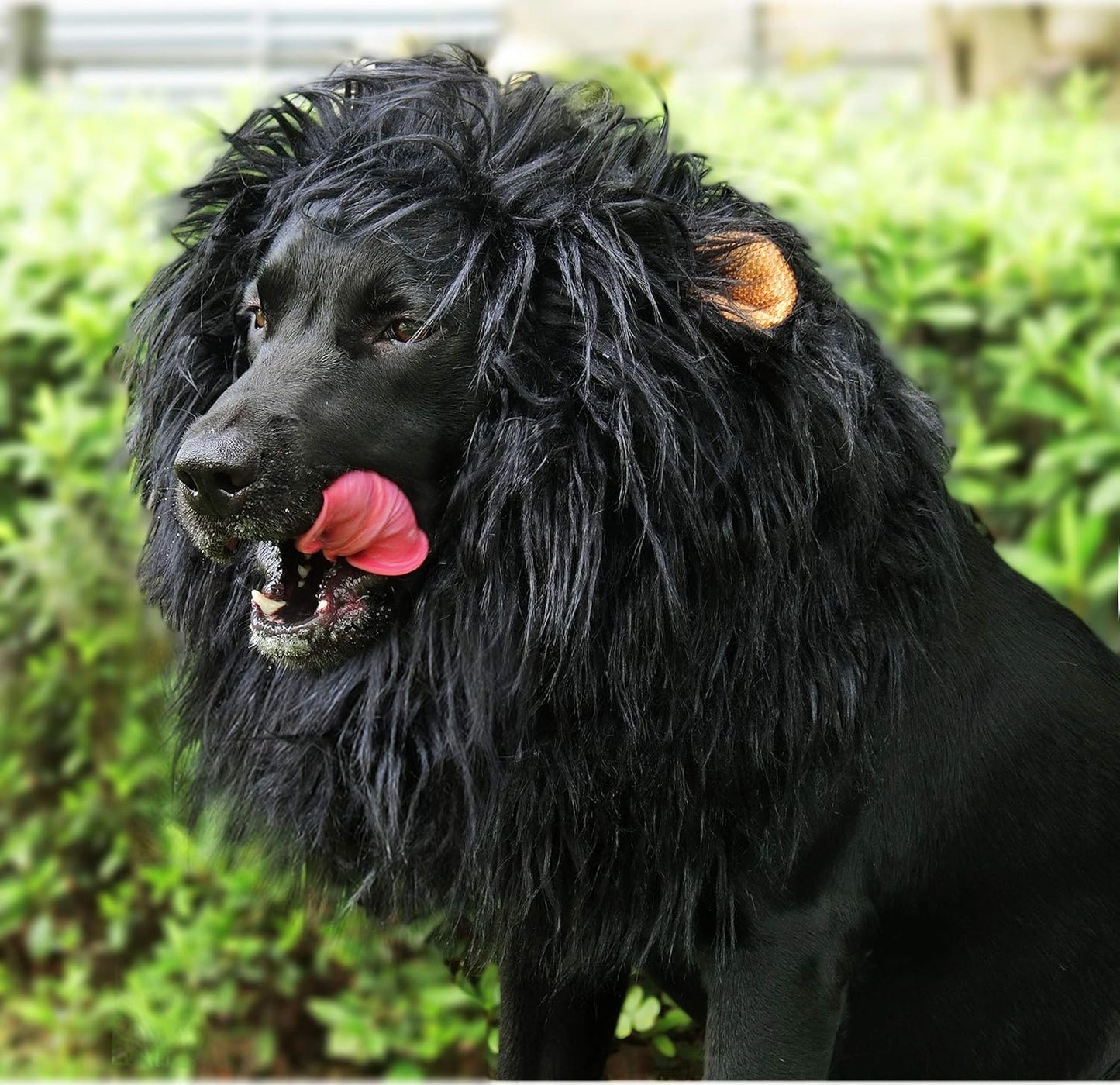 Onmygogo Lion Mane Wig for Dogs with Ears, Funny Pet Costumes for Halloween Christmas