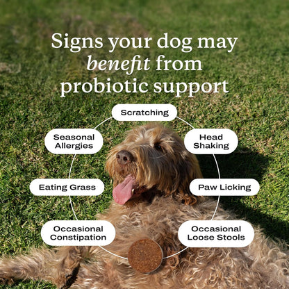 PetLab Co. Probiotics for Dogs - Support Gut Health, Occasional Diarrhea, Digestive Health, Paw Licking & Seasonal Allergies, Pork Flavor, 30 Soft Chews, Formulated for Small Dogs, Packaging May Vary