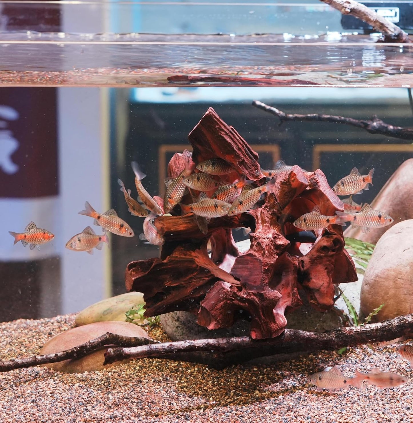 Natural Wood Aquarium Cave Betta Fish Hideout for Aquarium Fish Tank Decorations-Reptile Hide-Snake Hide-Cave for Cichlids Habitat Shelter for Crayfish Shrimp and Other Aquatic Pets 6.1-9.8"