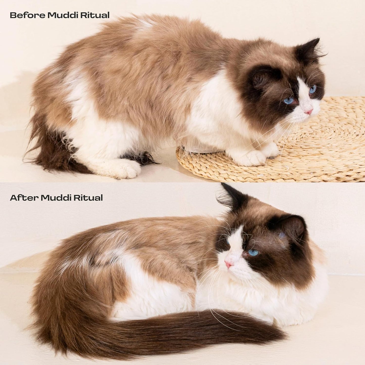 Cat Rinse-Free Shampoo & Conditioner – Dry Shampoo Towel Cleanse for Sensitive Skin, Stress & Itch Relief Gentle Leave-in Serum – 98.65% Naturally Derived, Hydrate & Deodorize – 8 x 10ml