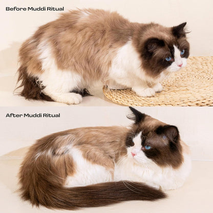 Cat Rinse-Free Shampoo & Conditioner – Dry Shampoo Towel Cleanse for Sensitive Skin, Stress & Itch Relief Gentle Leave-in Serum – 98.65% Naturally Derived, Hydrate & Deodorize – 8 x 10ml