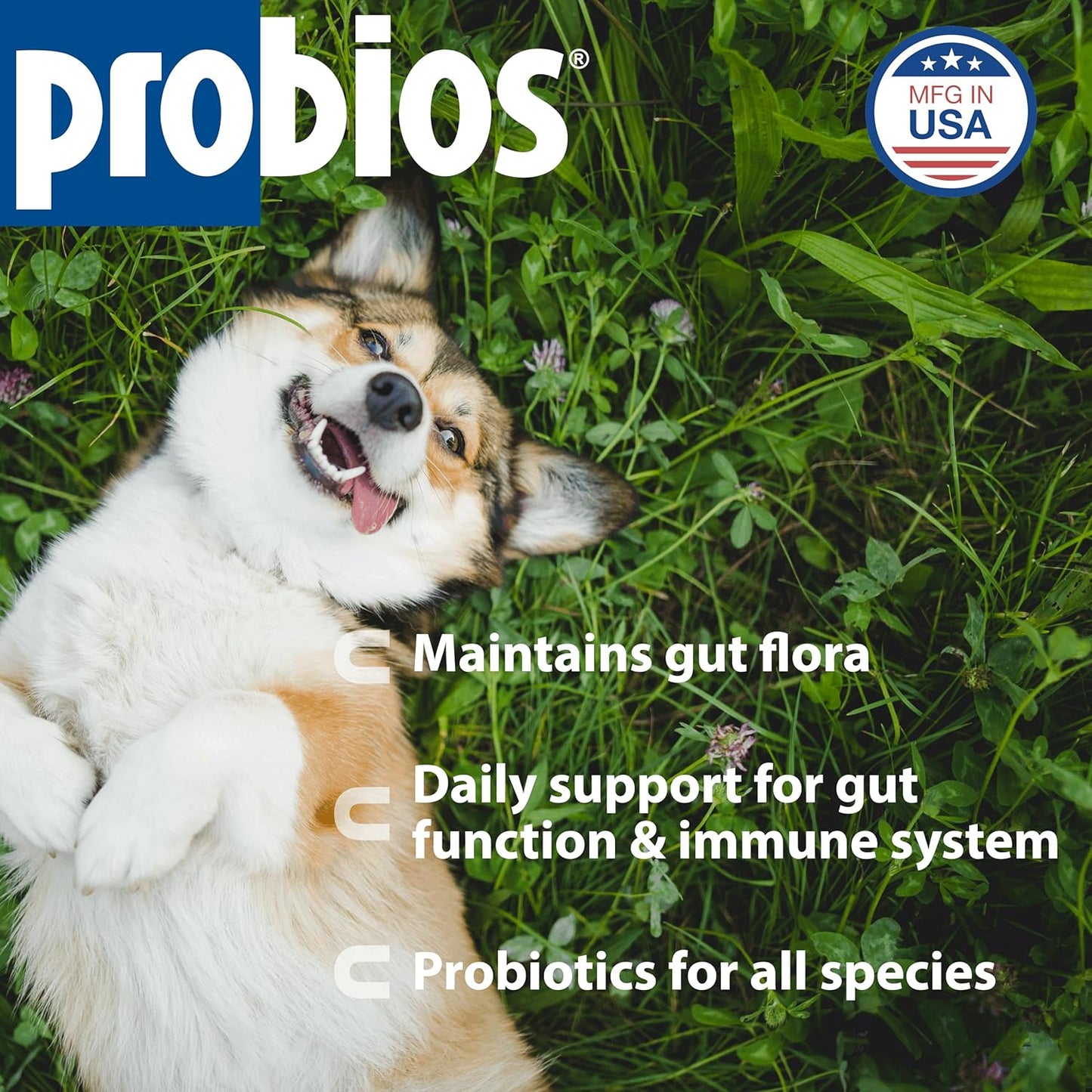 Probios Digestive Support Probiotic for All Species, Probiotics for Gut Health, Dispersible Powder, 240 gm