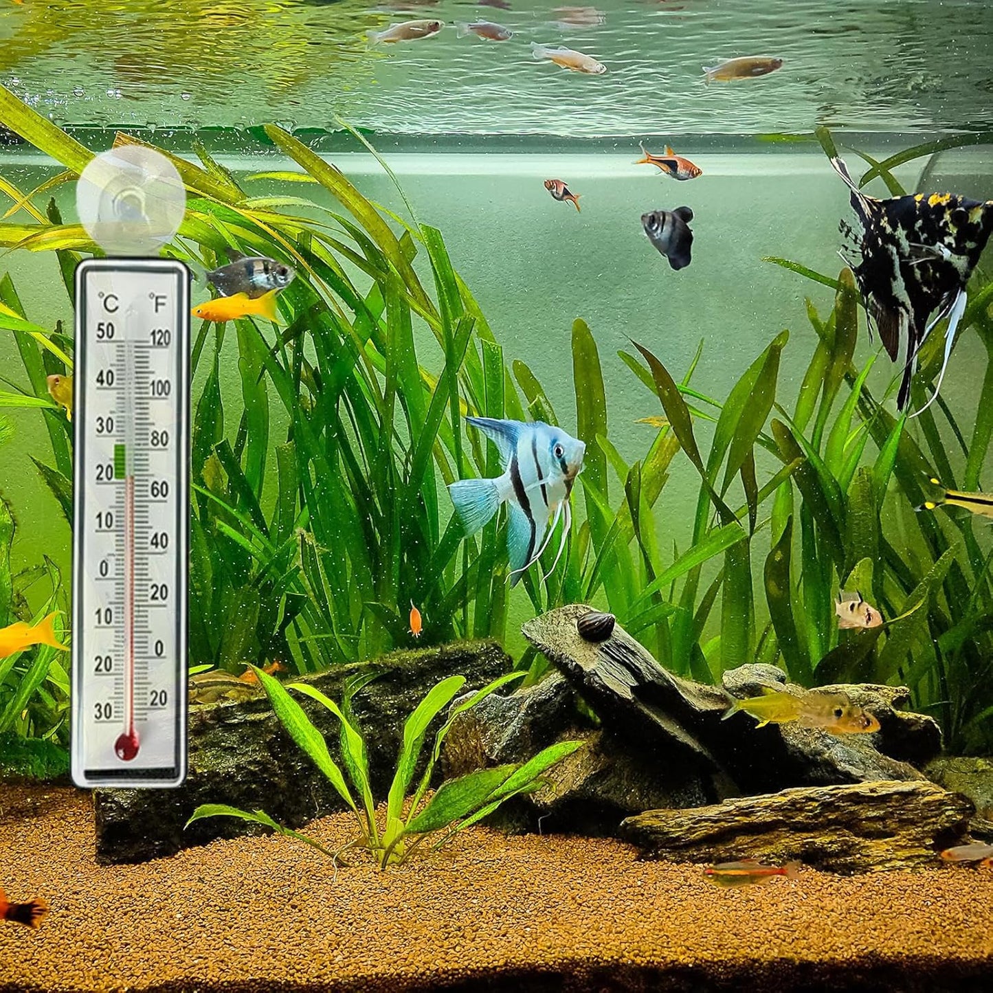 Fish Tank Temp Gauge - Reptile Tank Temperature Monitor,Suction Cup Anti-collision Temp Monitor for Aquarium Terrarium Greenhouse Indoor Fish Tank