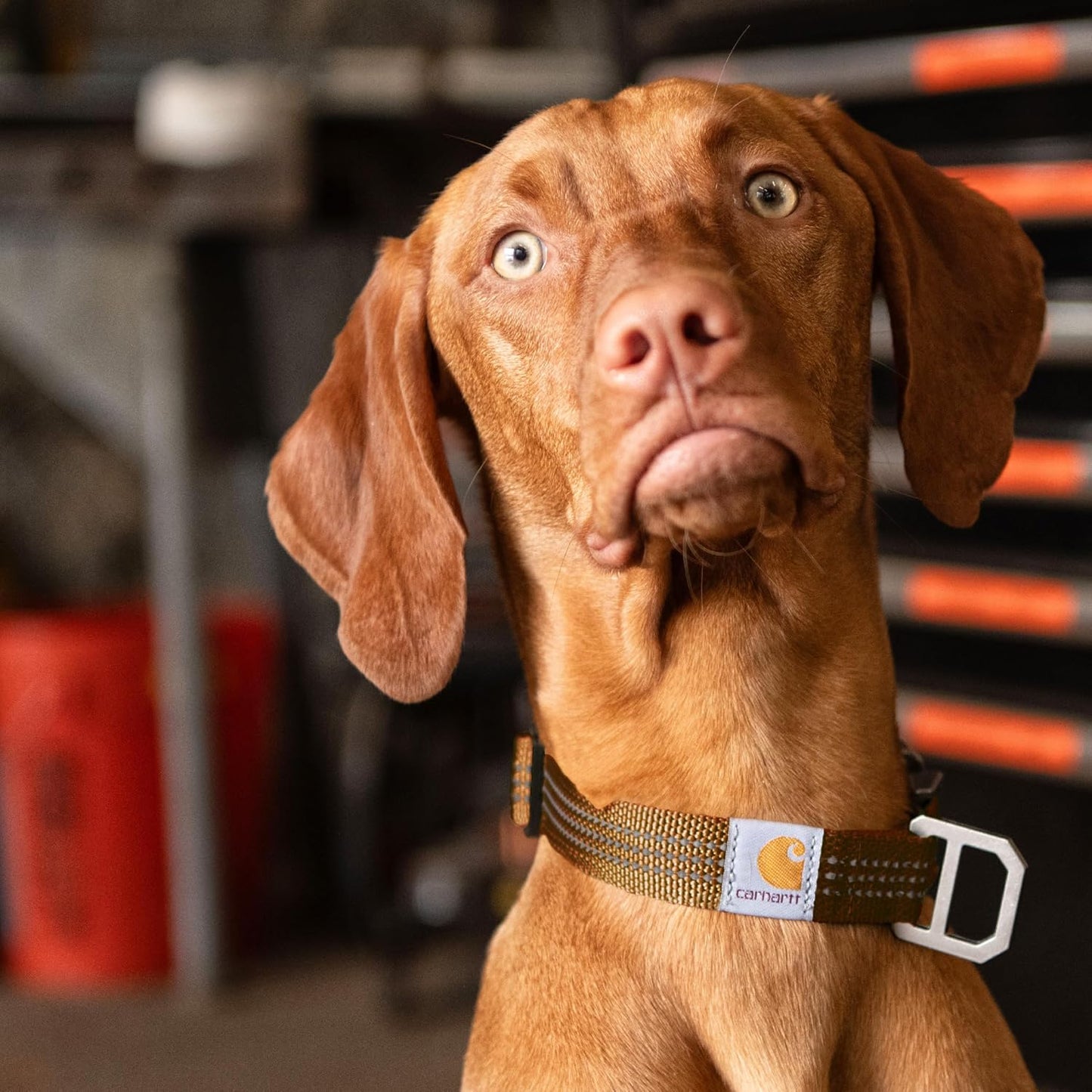 Carhartt Fully Adjustable Nylon Webbing Collars for Dogs, Reflective Stitching for Visibility, Carhartt Brown (Nylon Webbing), Medium