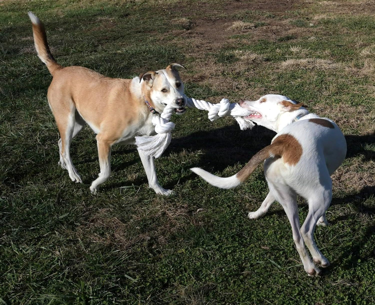 Big TUG Dog Toy. Heavy Duty Cotton Dog Toy, Made with Massive 1-1/2" Rope. White Double Knotted Tug Toy, Extra Large Size for Strong Dogs, Durable Braided Chew Rope with Frayed Ends.