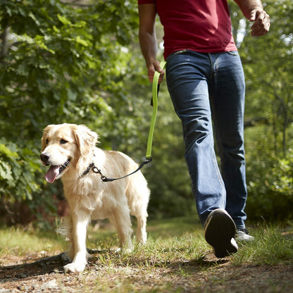 Franklin Pet Supply Co. Nylon Dog Leash - 4 Foot Dog Leash with Shok-Tek Bungee - Prevents Jumping and Pulling - Bright-Color Nylon for Night Visibility - Blue