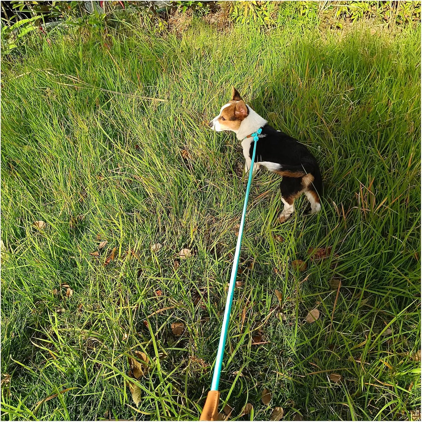 6ft Small Dog Training Leash, 1/4 inch (Black +Turquoise)