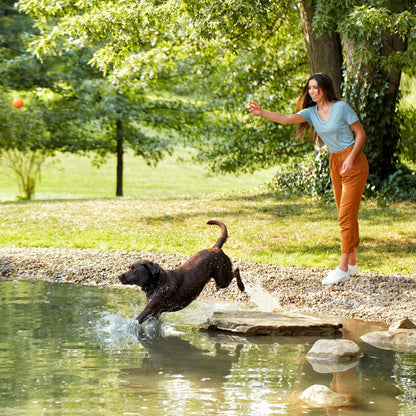 Nature’s Recipe Grain Free Dry Dog Food Salmon, Sweet Potato & Pumpkin Recipe, 24 lb. Bag