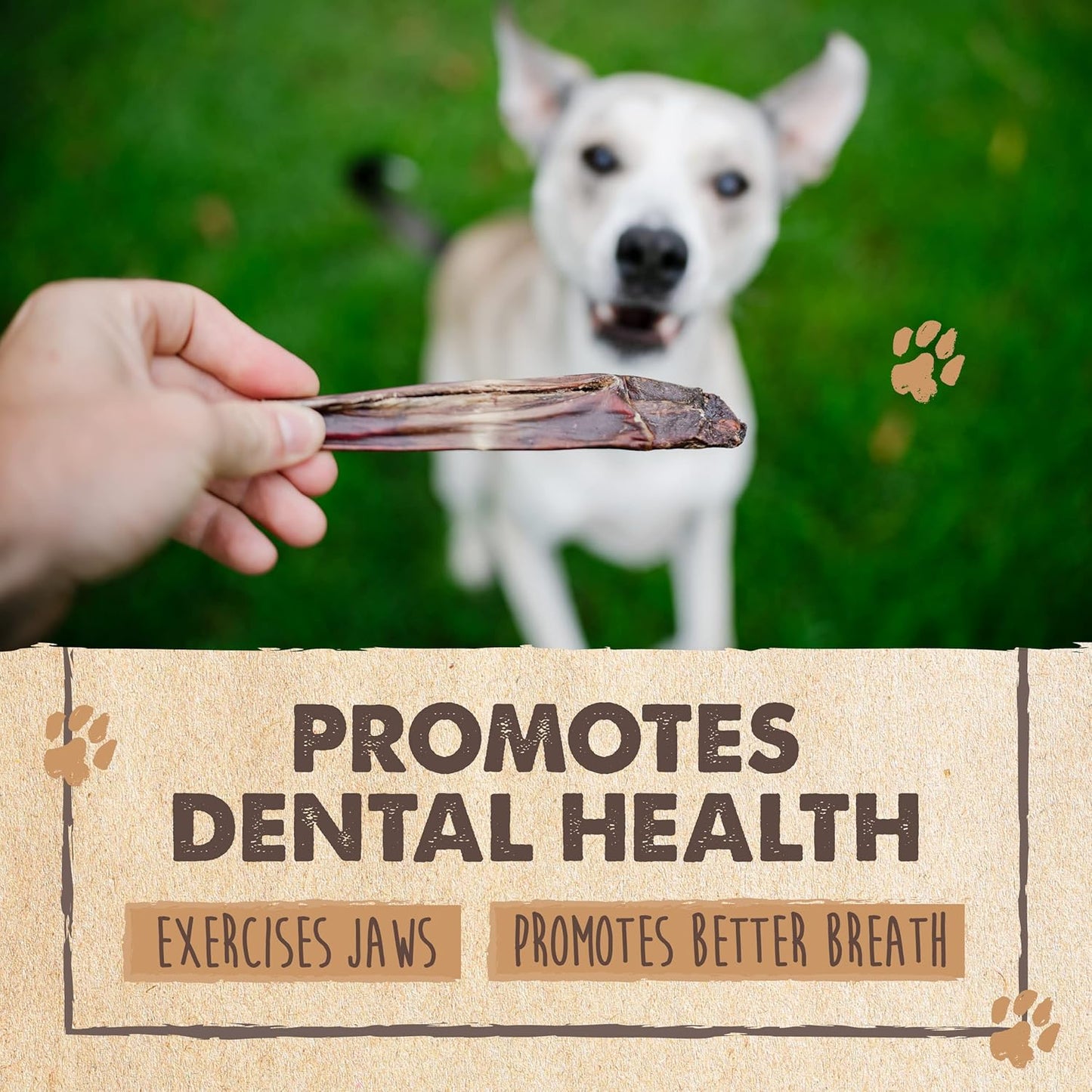 Mighty Paw - Beef Gullet Sticks for Dogs (6 Inch - 30 Pack) | Premium Beef Esophagus Treats. Gullet Sticks, Ideal for Large and Small Breeds Teething and Light Chewing. Rawhide Free, Bulk Dog Chews