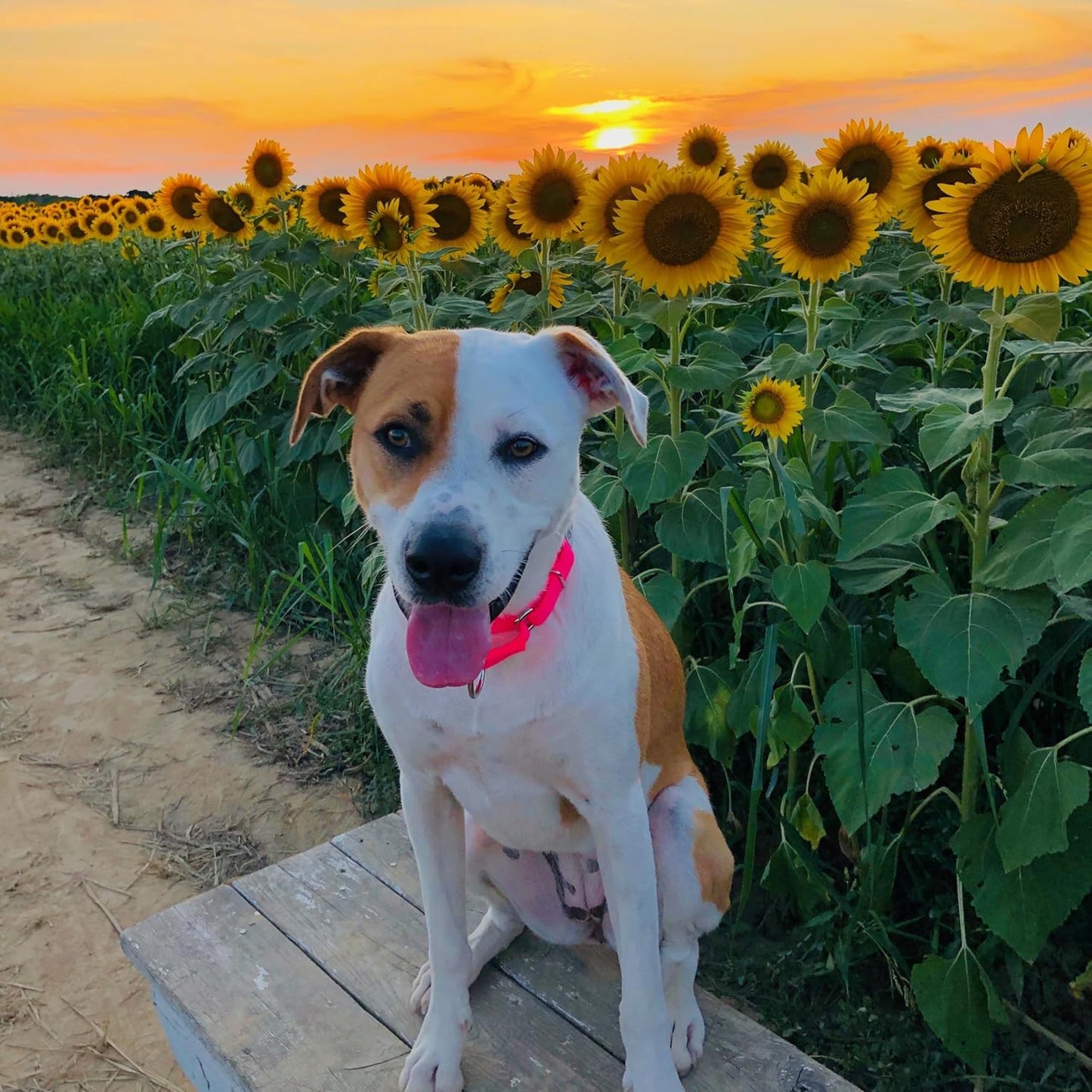 Country Brook Petz - Martingale Dog Collar - Heavy-Duty Training Collar with No Buckle - Service Dog Collar for All Pups - 10+ Warm Colors (Hot Pink, 1 Inch, Medium)