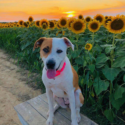 Country Brook Petz - Martingale Dog Collar - Heavy-Duty Training Collar with No Buckle - Service Dog Collar for All Pups - 10+ Warm Colors (Hot Pink, 1 Inch, Medium)