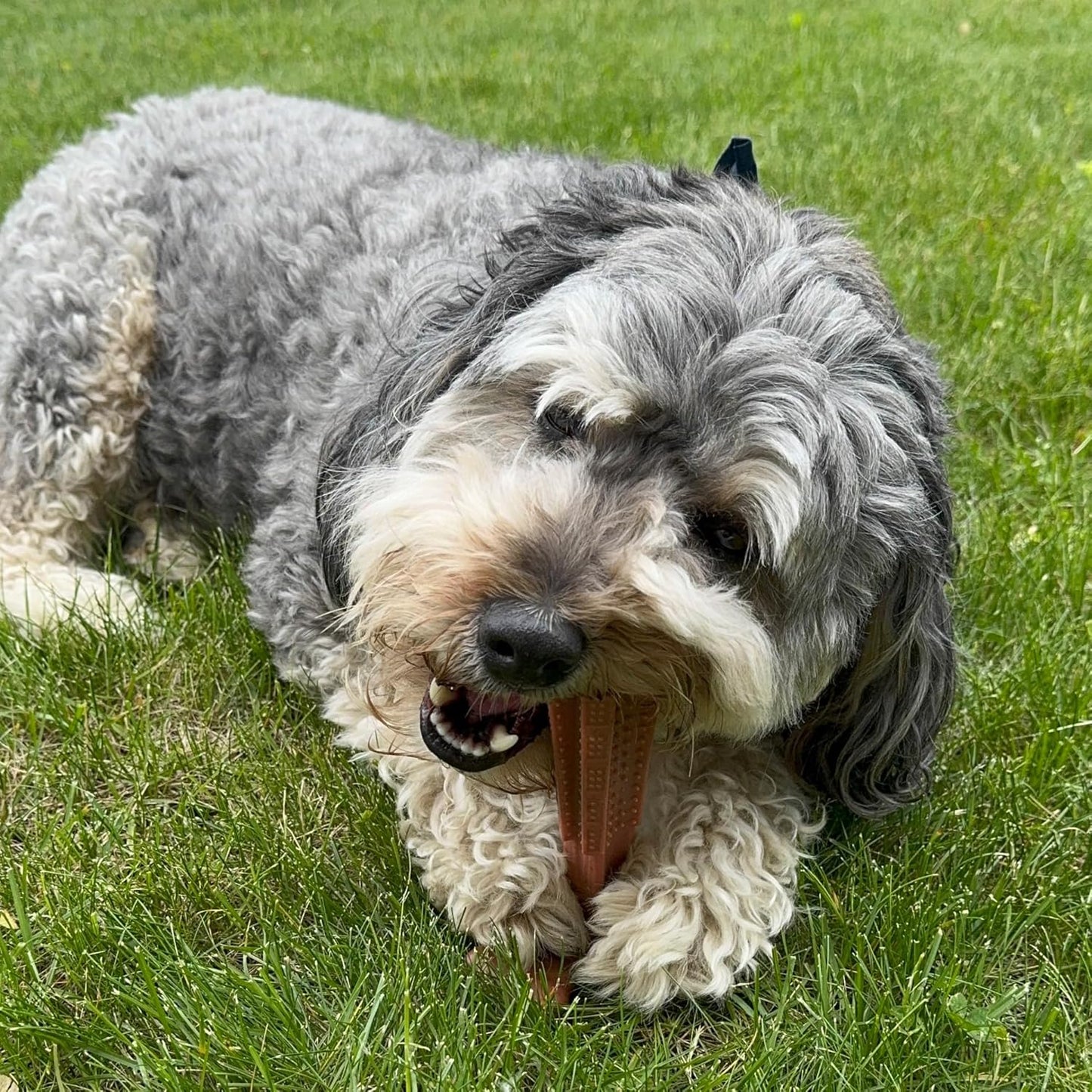 SPOT Bam-Bones Plus T Bone – Bamboo Fiber & Nylon Dog Chew Toy for Moderate to Aggressive Chewers, Durable Long Lasting & Non-Splintering, Beef Flavor Toy for Adult Dogs & Puppies Under 60 lbs, 6 in