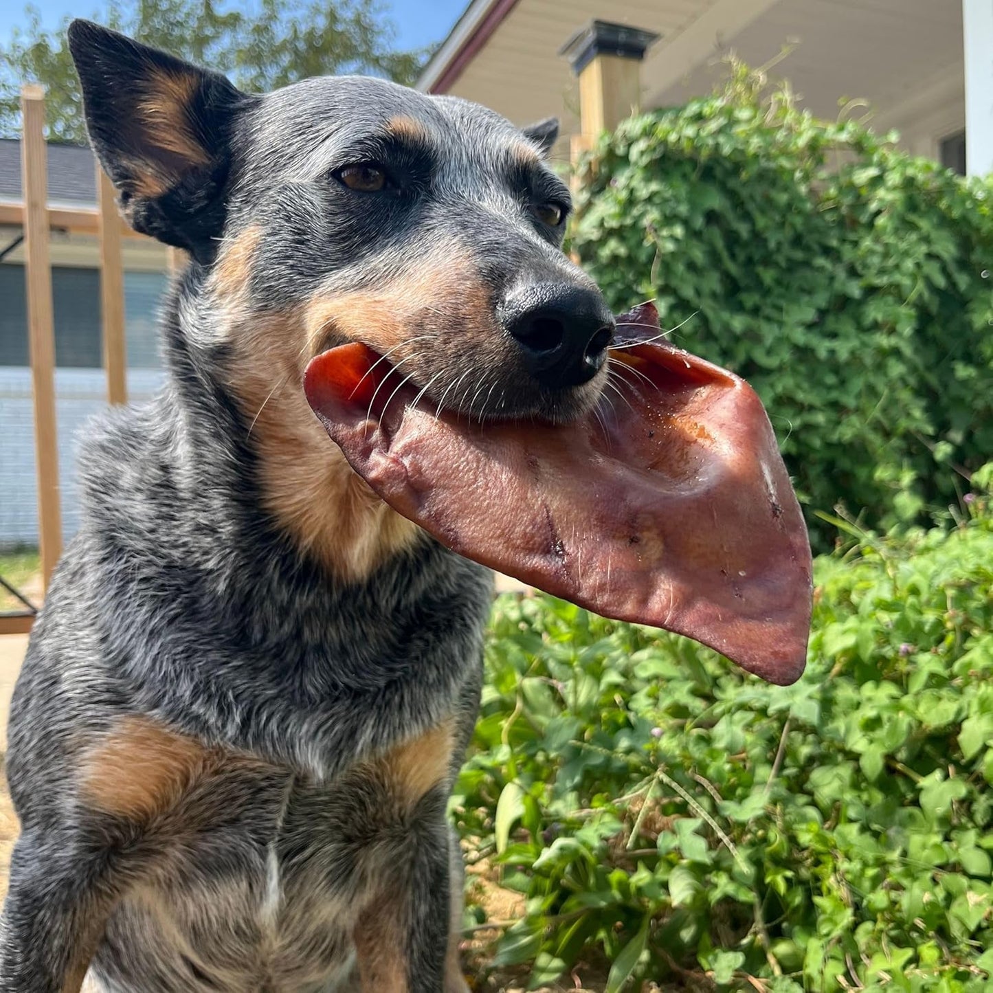 JACK'S PREMIUM Natural Pig Ears for Dogs - Large Ears - Made in The USA Wood Smoked, Preservative Free Dog Chew - Ideal for Small, Medium, and Large Dogs (12, Whole Pig Ear)