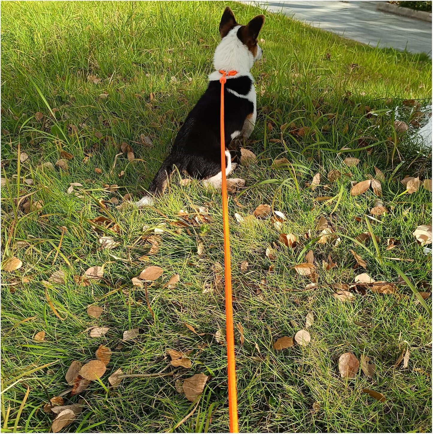 7ft Slip Lead Dog Leash + 6ft Slip Lead Dog Training Leash for Small Dogs, Black+Orange