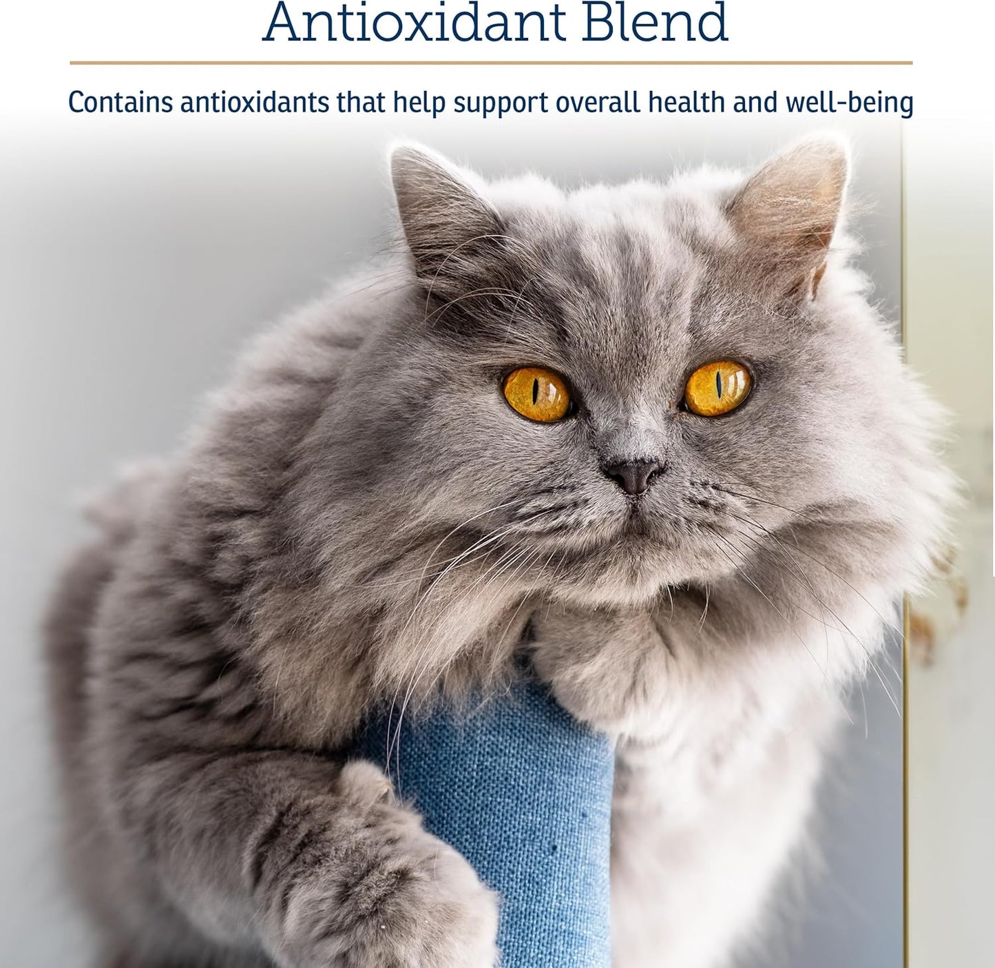 Rx Vitamins Onco Support - Dog & Cat Immune Support Supplement with Milk Thistle, Spirulina, Kelp Powder - Aids in Gut Health and Digestive Support - 300g