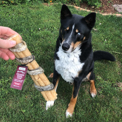 Icelandic+ Collagen Dental Chew: Beef & Cod Skin - 8" Dog Treat Stick, Hand-Wrapped Fish, 2 Ingredient Pet Snacks, Dental Health, Rawhide Alternative