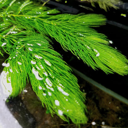 Hornwort - Young, Healthy, Super Easy Live Aquarium Plant, 1 Bundle 5-6 in. Great for Betta, Guppy, Cherry Shrimp, Barbs, Platys etc etc! Produced by Aquatic Discounts. B U Y 2 GE T 1 Deal!