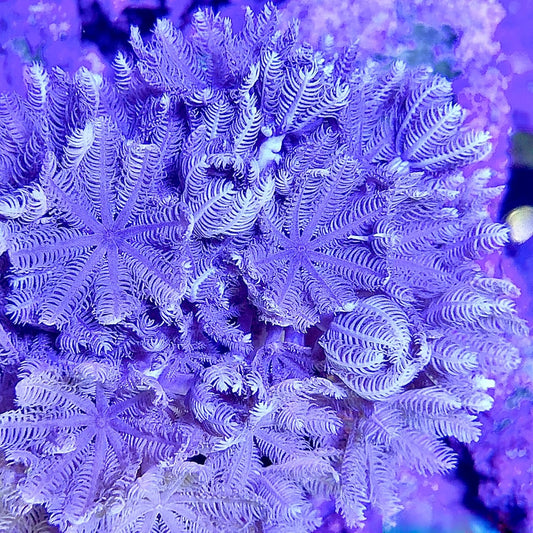 coralSLover. Live Aquaculture Coral Decor – Pulsing Xenia for Saltwater Reef Tanks (Frag)