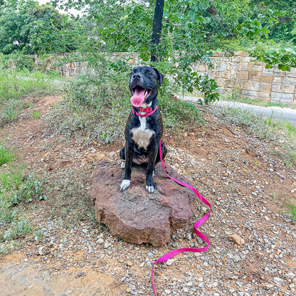 Best Pet Supplies Voyager Reflective Dog Leash or Collar with Neoprene Handle, for Small, Medium, and Large Breed Puppies, Cute and Heavy Duty for Walking, Running and Training - Fuchsia (Leash), S